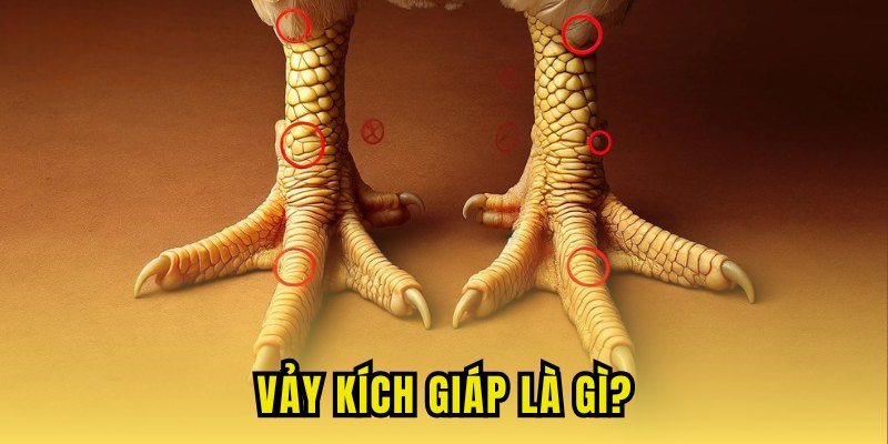 Chia sẻ thông tin về dòng vảy kích giáp được nhiều người tìm kiếm