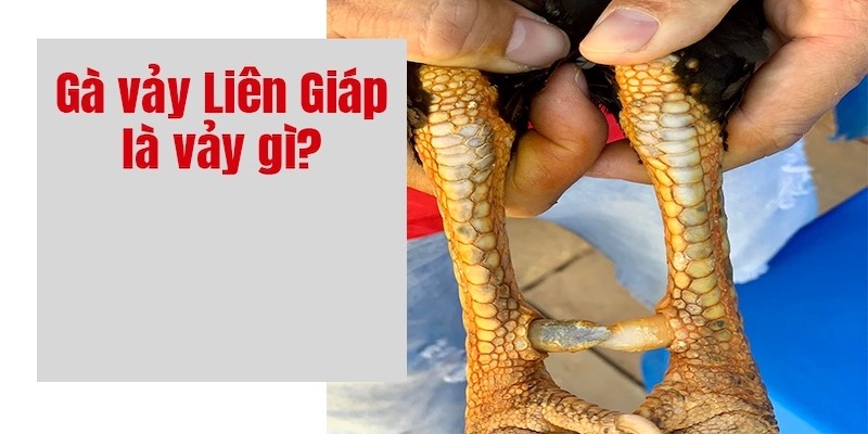 Khái quát vảy liên giáp là thế nào?